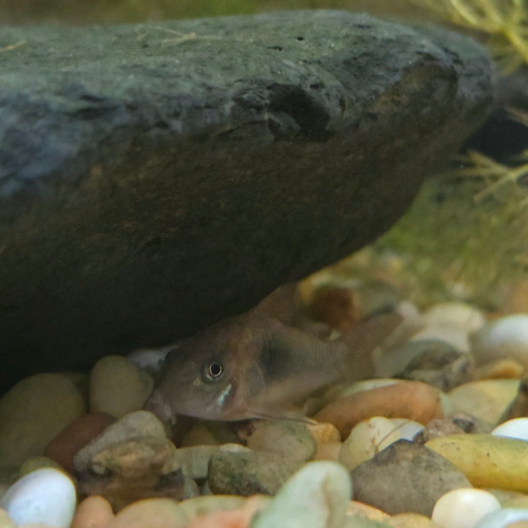 Assorted Corydora