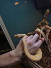 Load image into Gallery viewer, Snakespeare 'Albino Ball'
