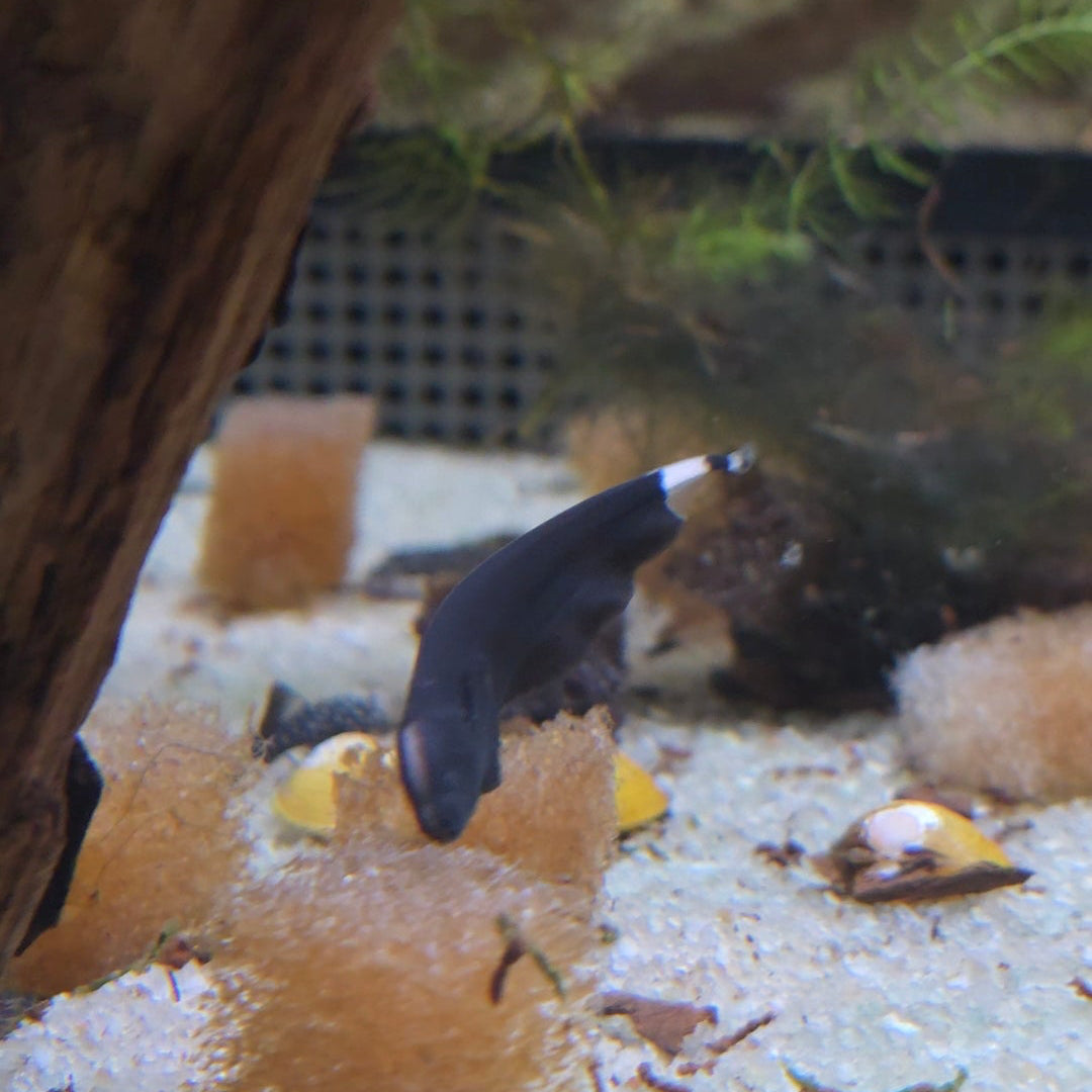 Black Ghost Knifefish