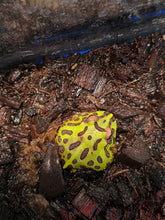 Load image into Gallery viewer, Pa 'Pacman Frog'
