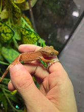 Load image into Gallery viewer, Chip 'Crested Gecko'
