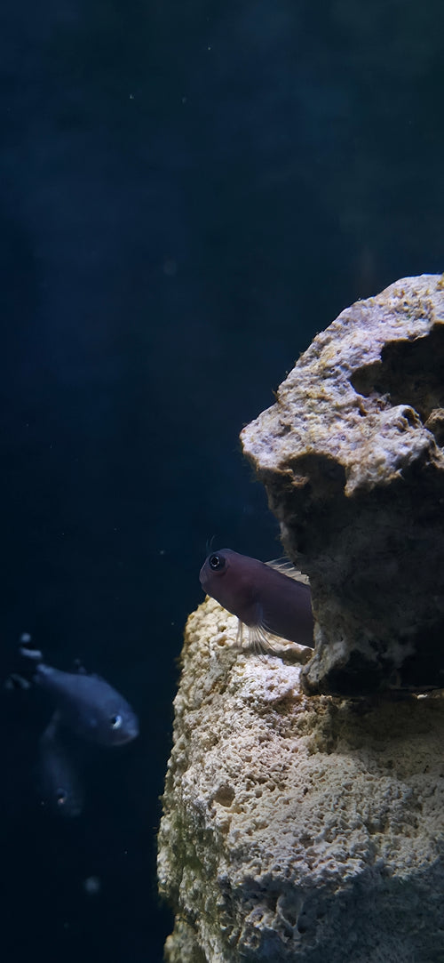 Bicolor Blenny