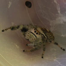Load image into Gallery viewer, Regal Jumping Spider Juv.
