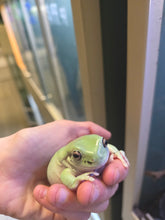 Load image into Gallery viewer, Jabba the Dump(y) Tree Frog

