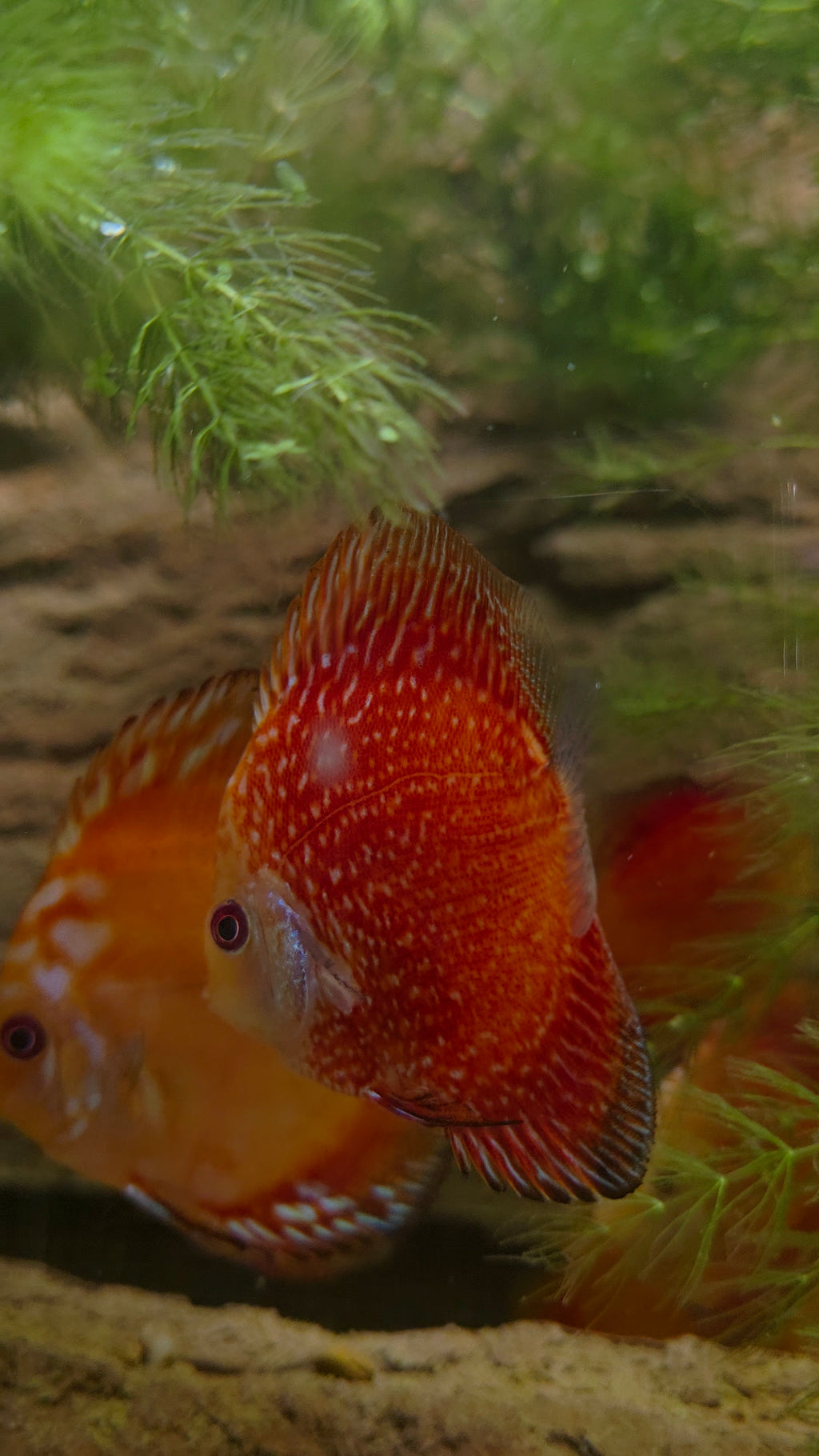 Pigeon Blood Discus