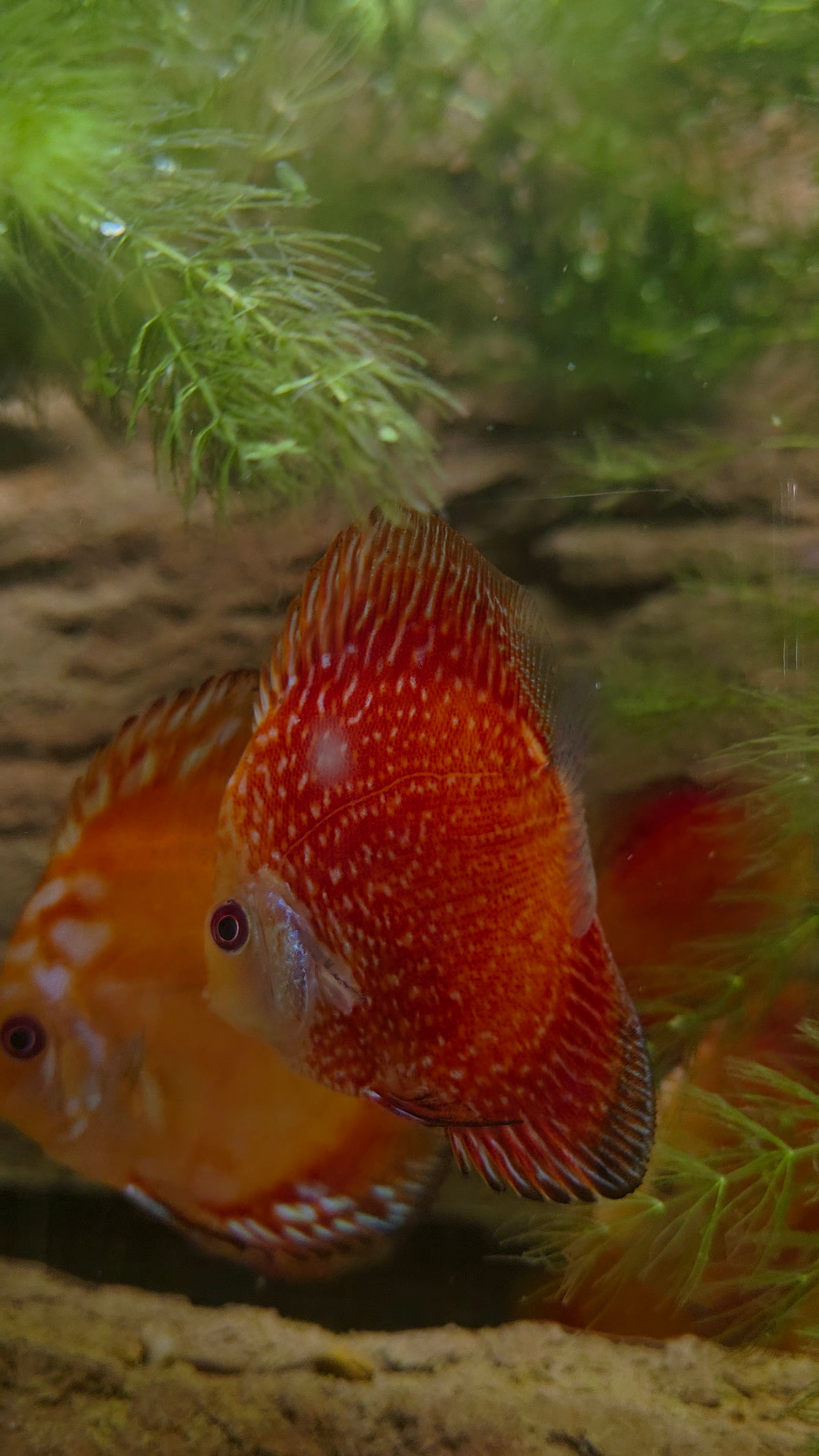 Pigeon Blood Discus