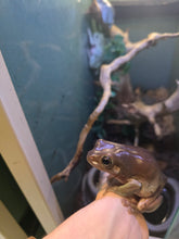 Load image into Gallery viewer, Snoop Frog 'Dumpy Tree Frog'

