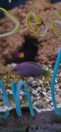 Six Line Wrasse