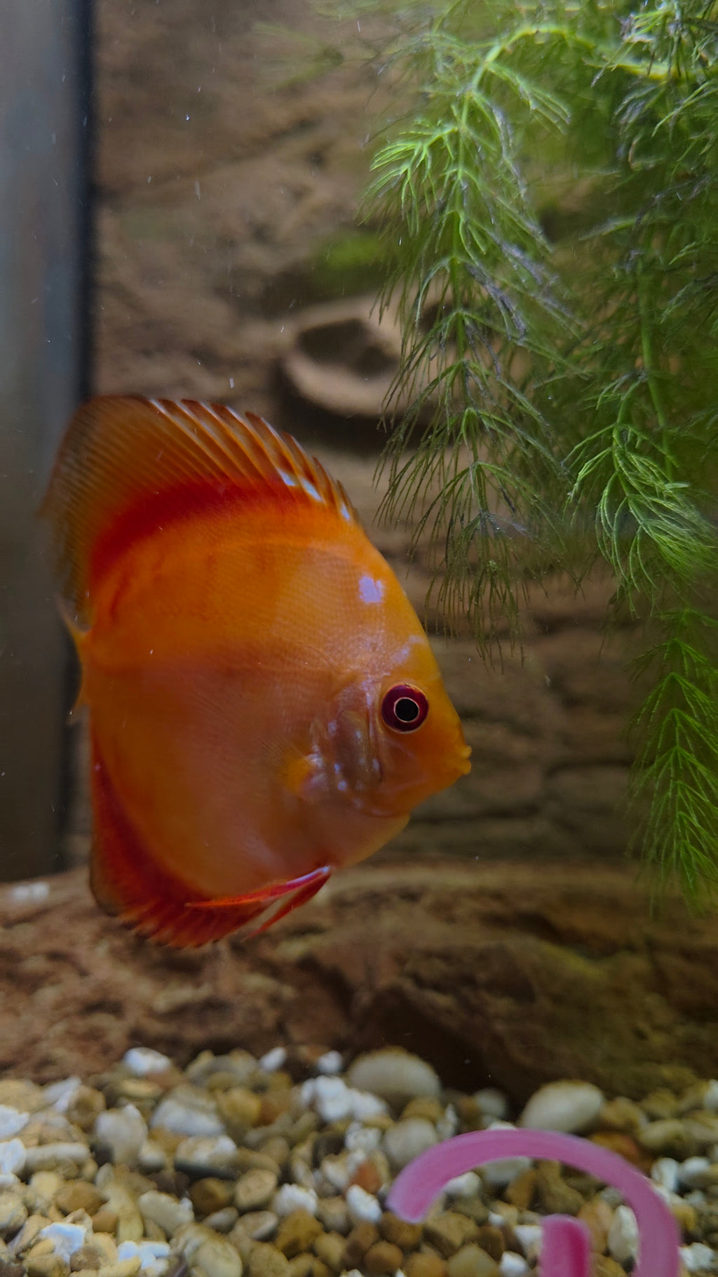Pigeon Blood Discus