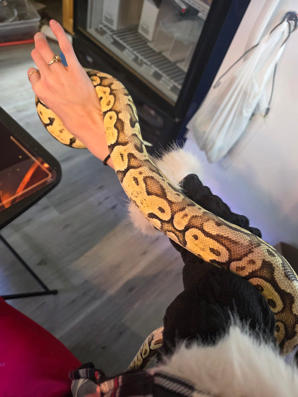 Super Pastel Ball Python