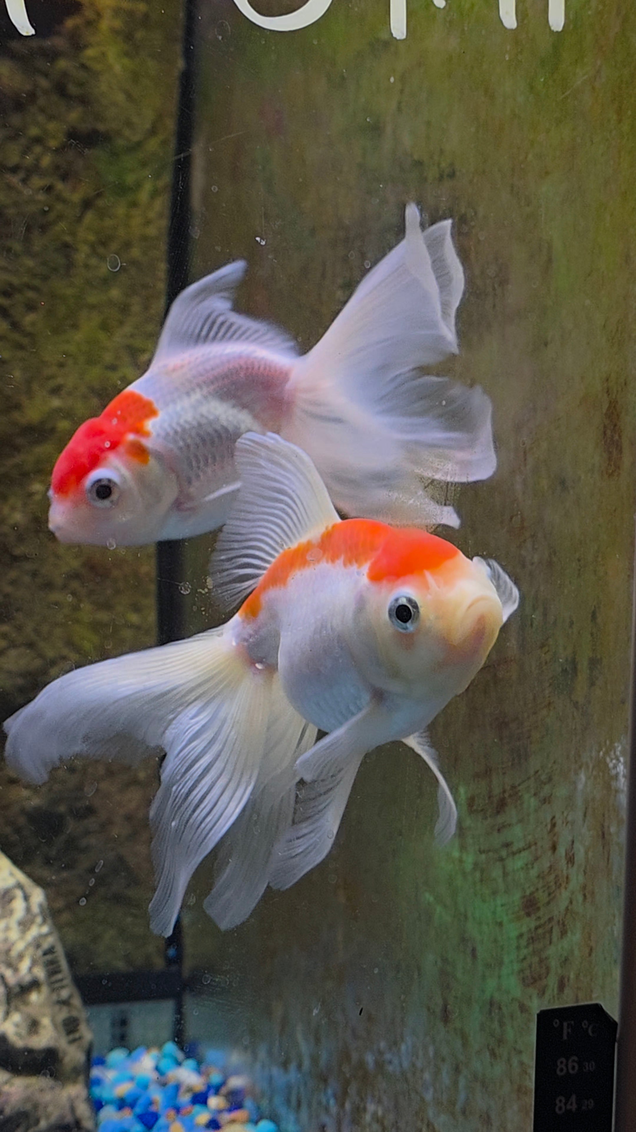 Fancy Goldfish
