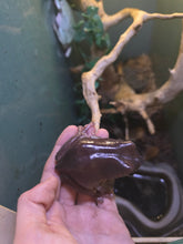 Load image into Gallery viewer, Snoop Frog 'Dumpy Tree Frog'
