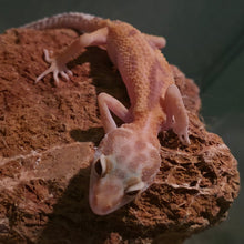 Load image into Gallery viewer, Leopard Gecko Juvenile
