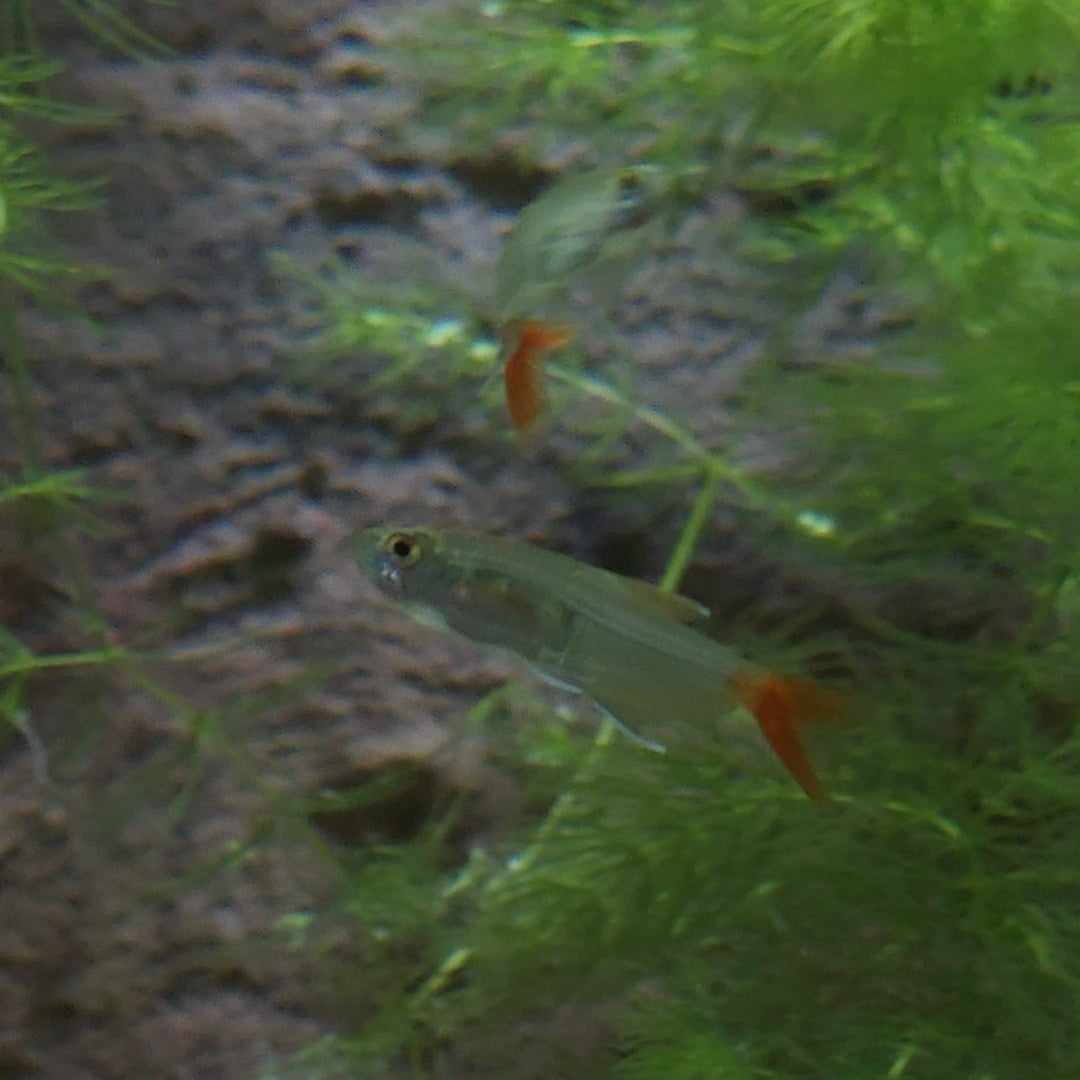 Glass Bloodfin Tetra