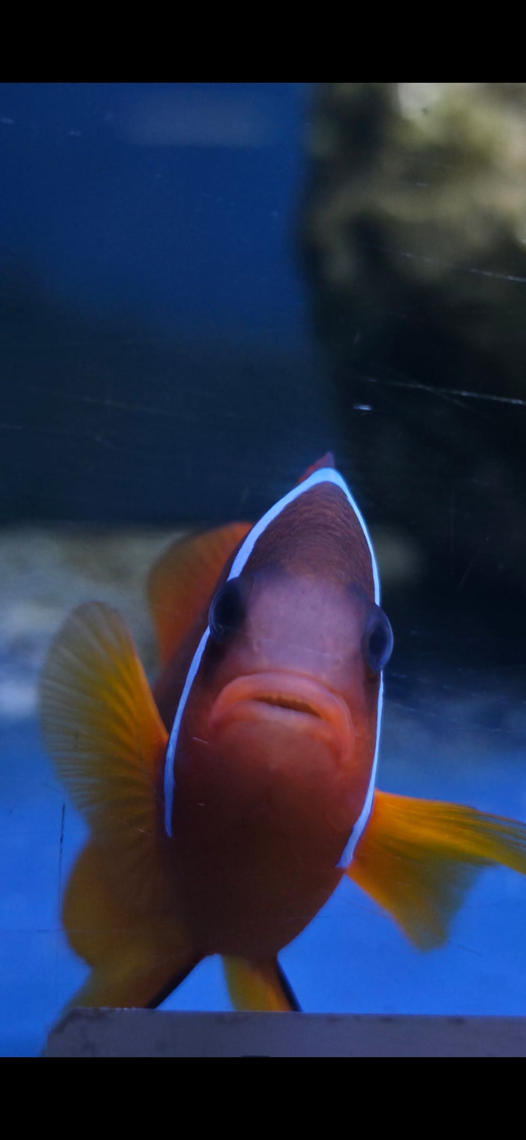 Tomato Clownfish
