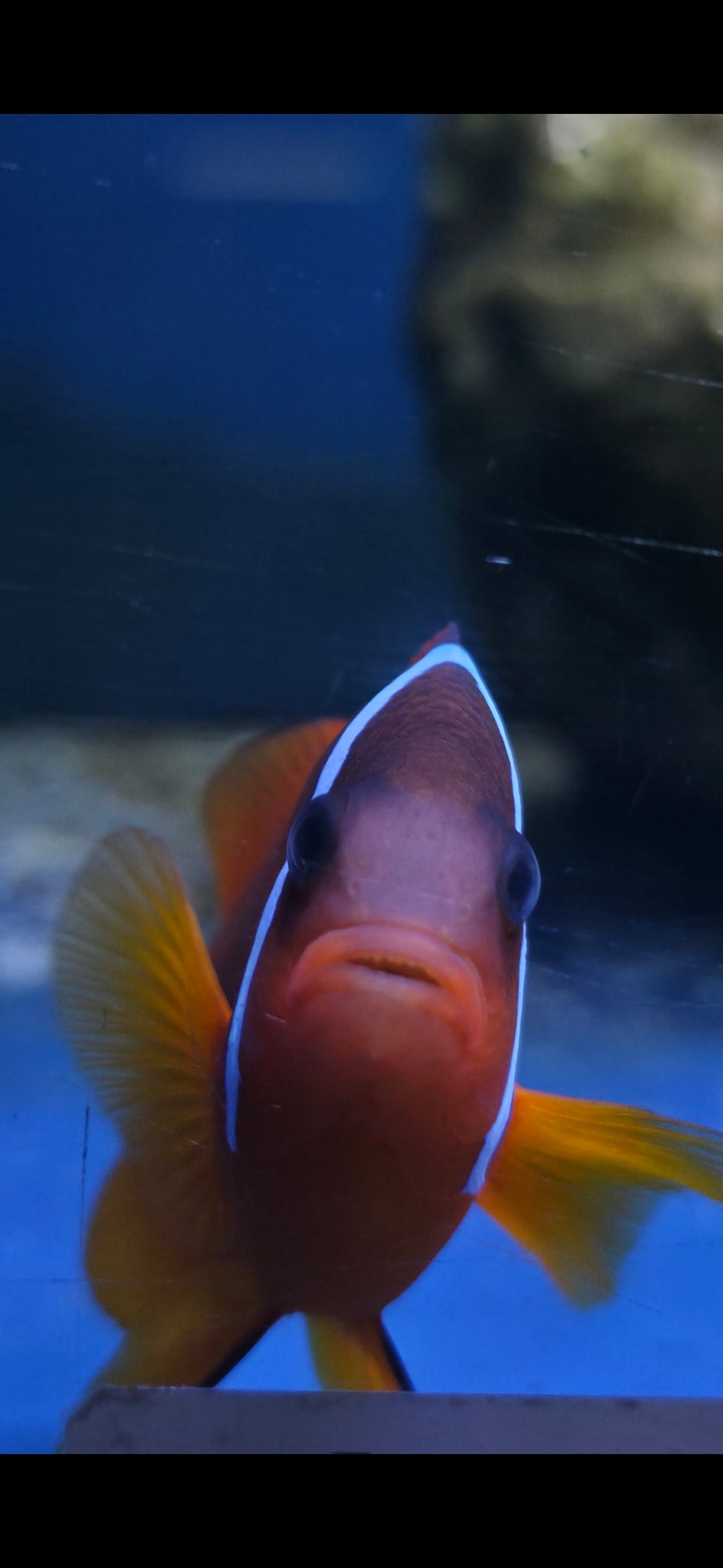 Tomato Clownfish