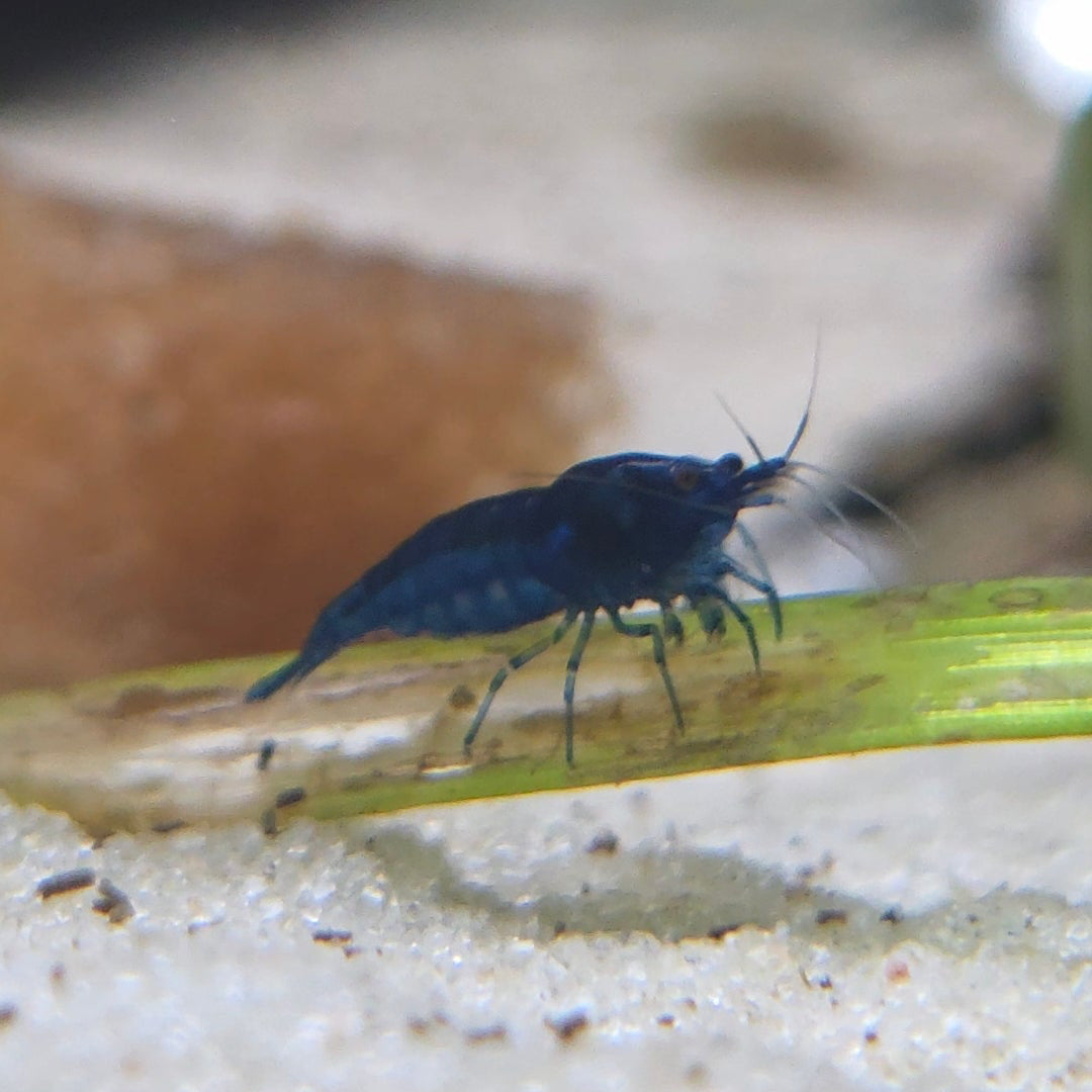 Neocaridina