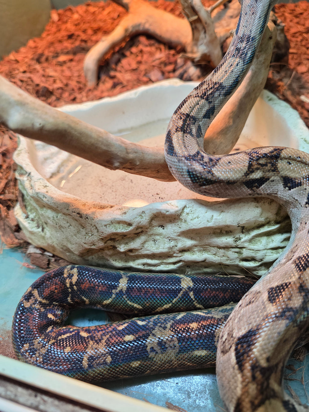 Nicaraguan Boa
