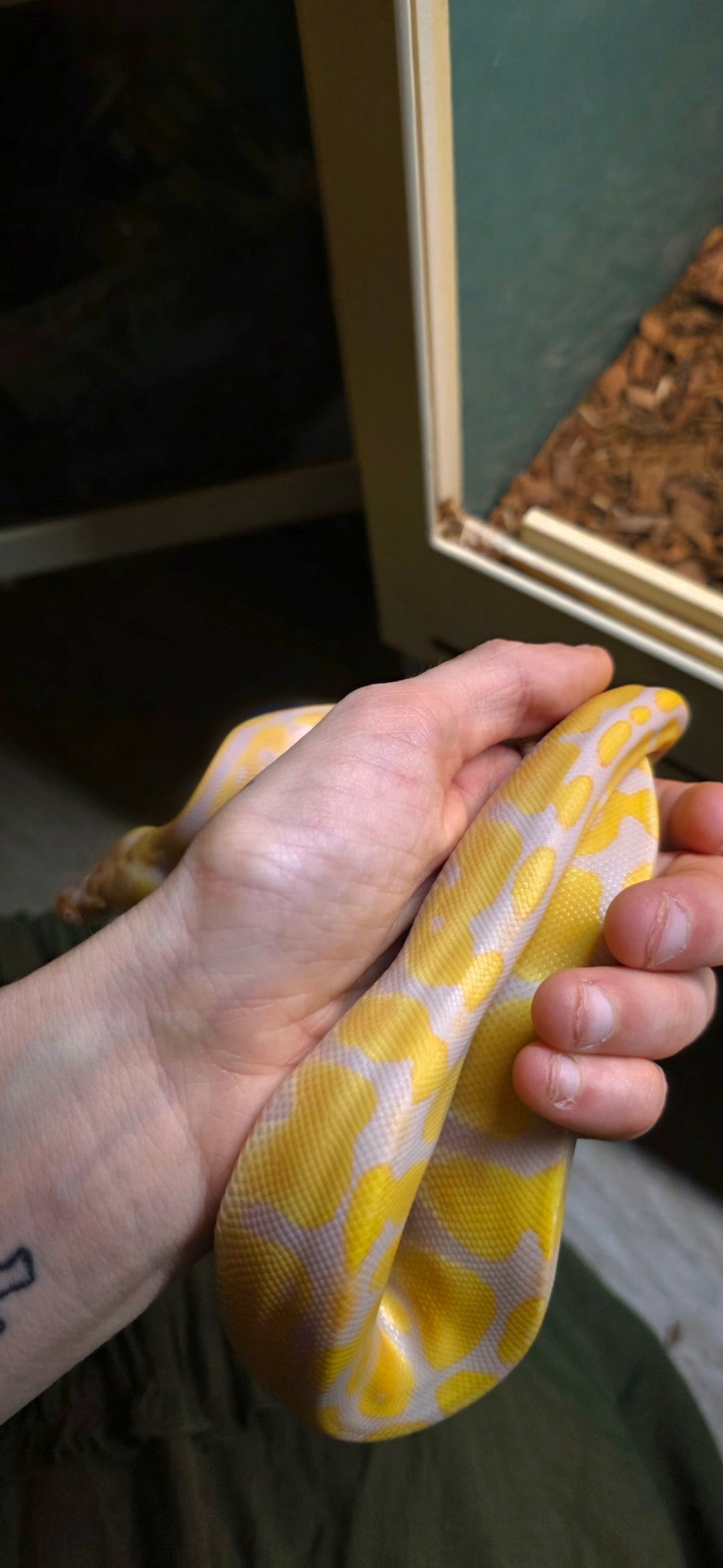 Ball Python Albino