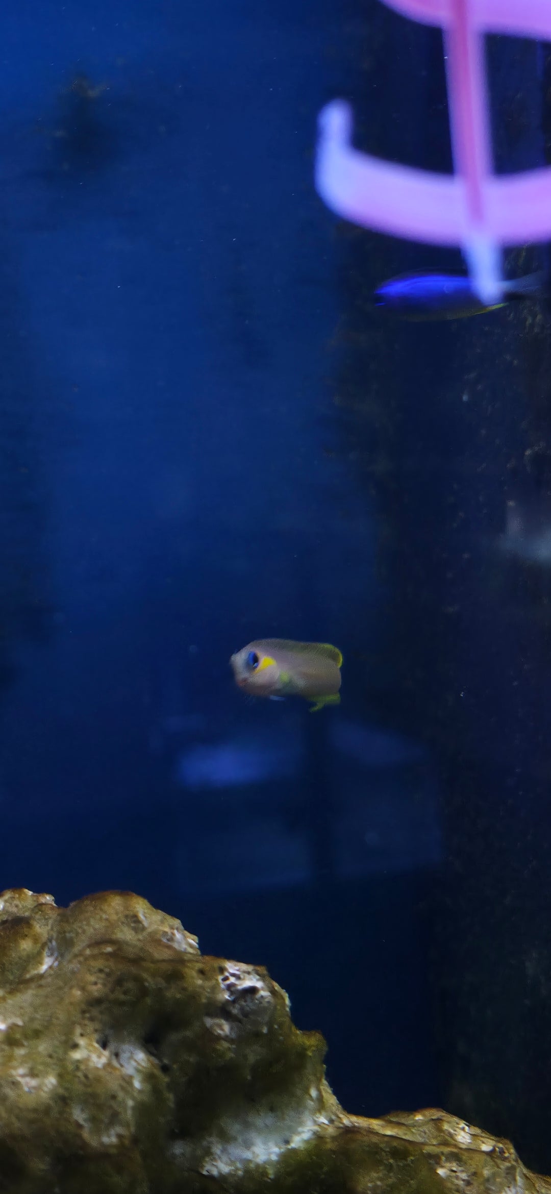 Midas Blenny