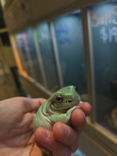 Load image into Gallery viewer, Jabba the Dump(y) Tree Frog
