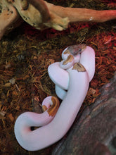 Load image into Gallery viewer, Pied Ball Python
