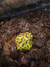 Load image into Gallery viewer, Pa 'Pacman Frog'
