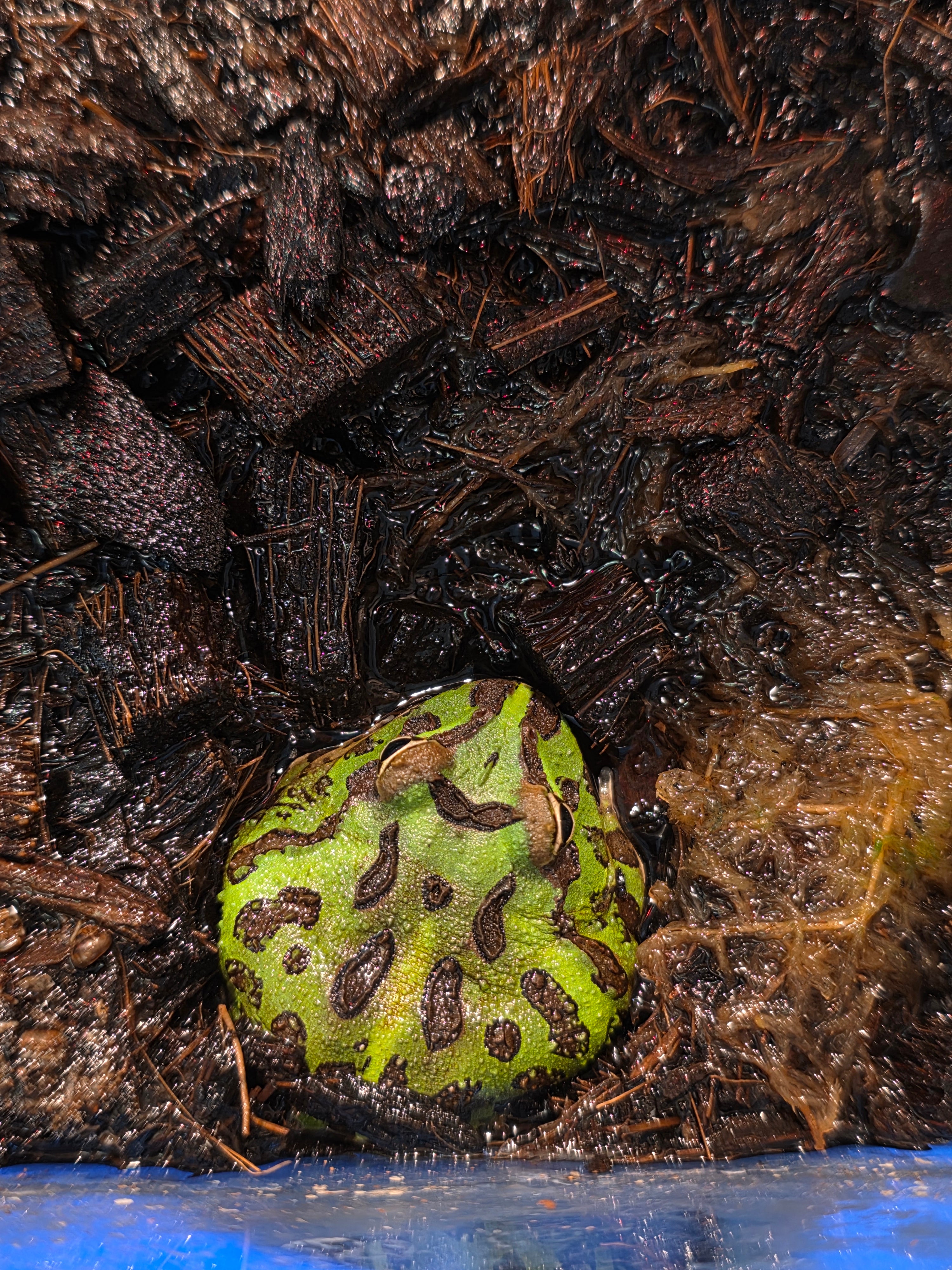 Bilbo Froggins 'Pacman Frog'