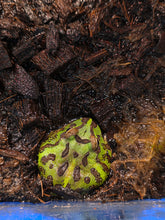 Load image into Gallery viewer, Bilbo Froggins 'Pacman Frog'
