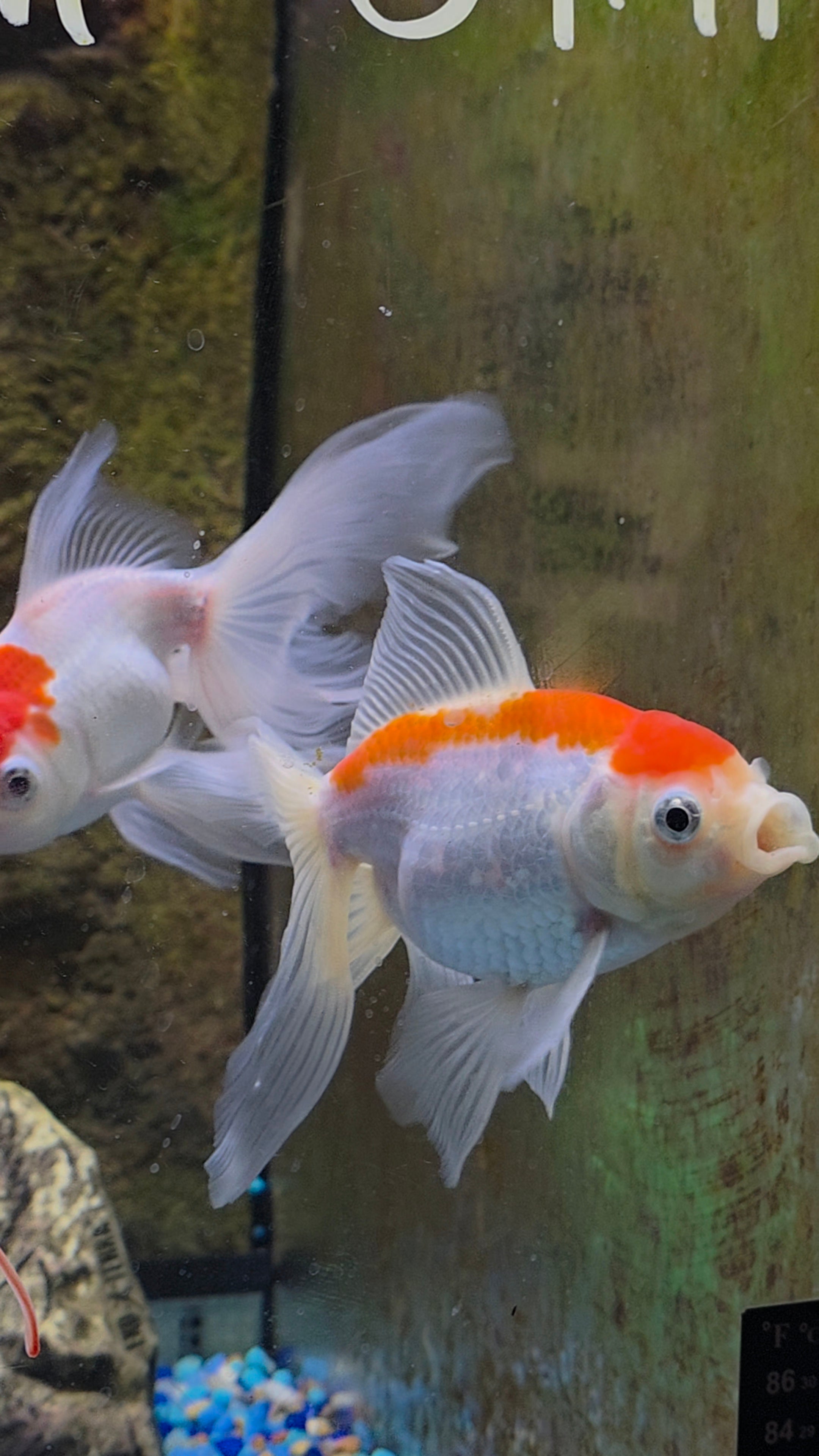 Fancy Goldfish