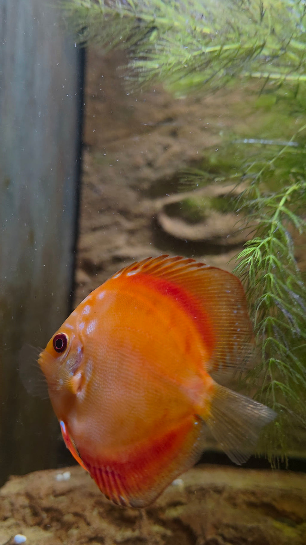 Pigeon Blood Discus