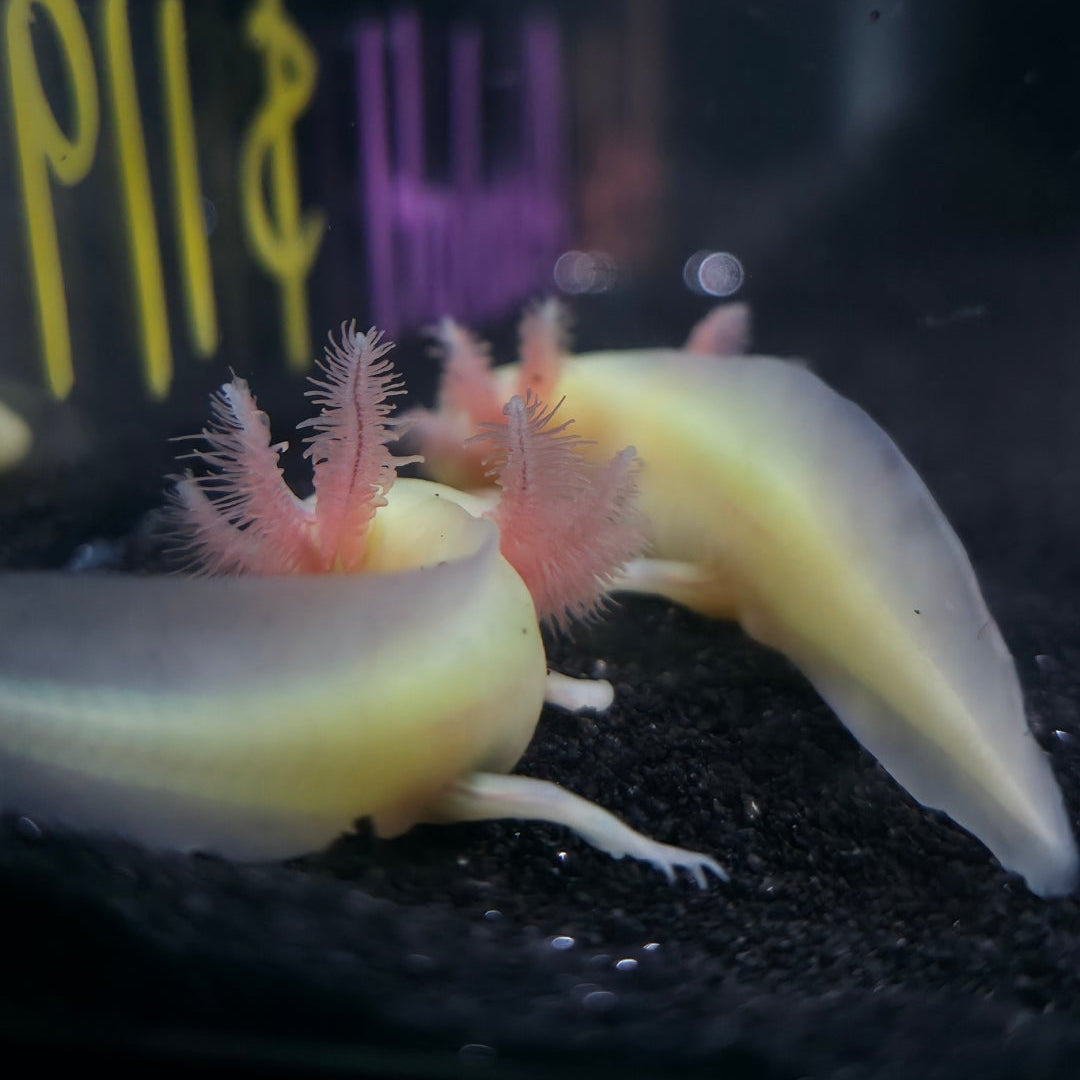 Axolotls