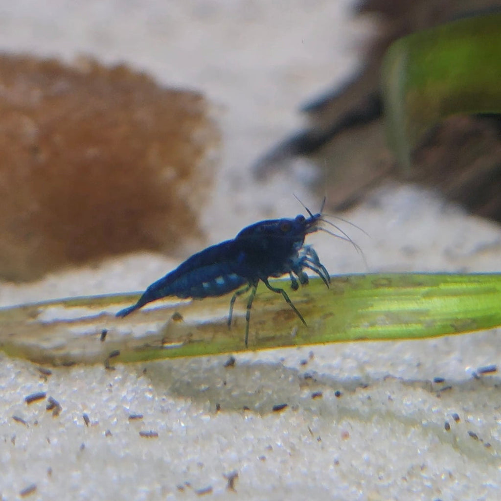 Neocaridina