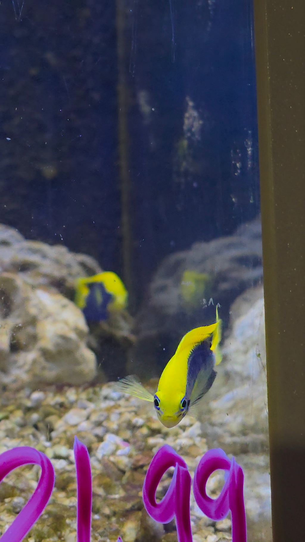Starcki Damsel