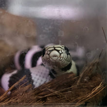 Load image into Gallery viewer, California King Snake- Blizzard
