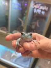 Load image into Gallery viewer, Hoppy Gilmore 'Dumpy Tree Frog'
