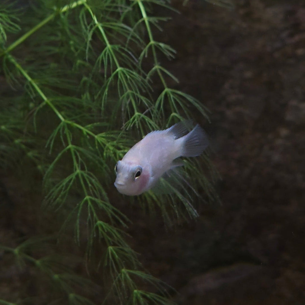 Convict Cichlid
