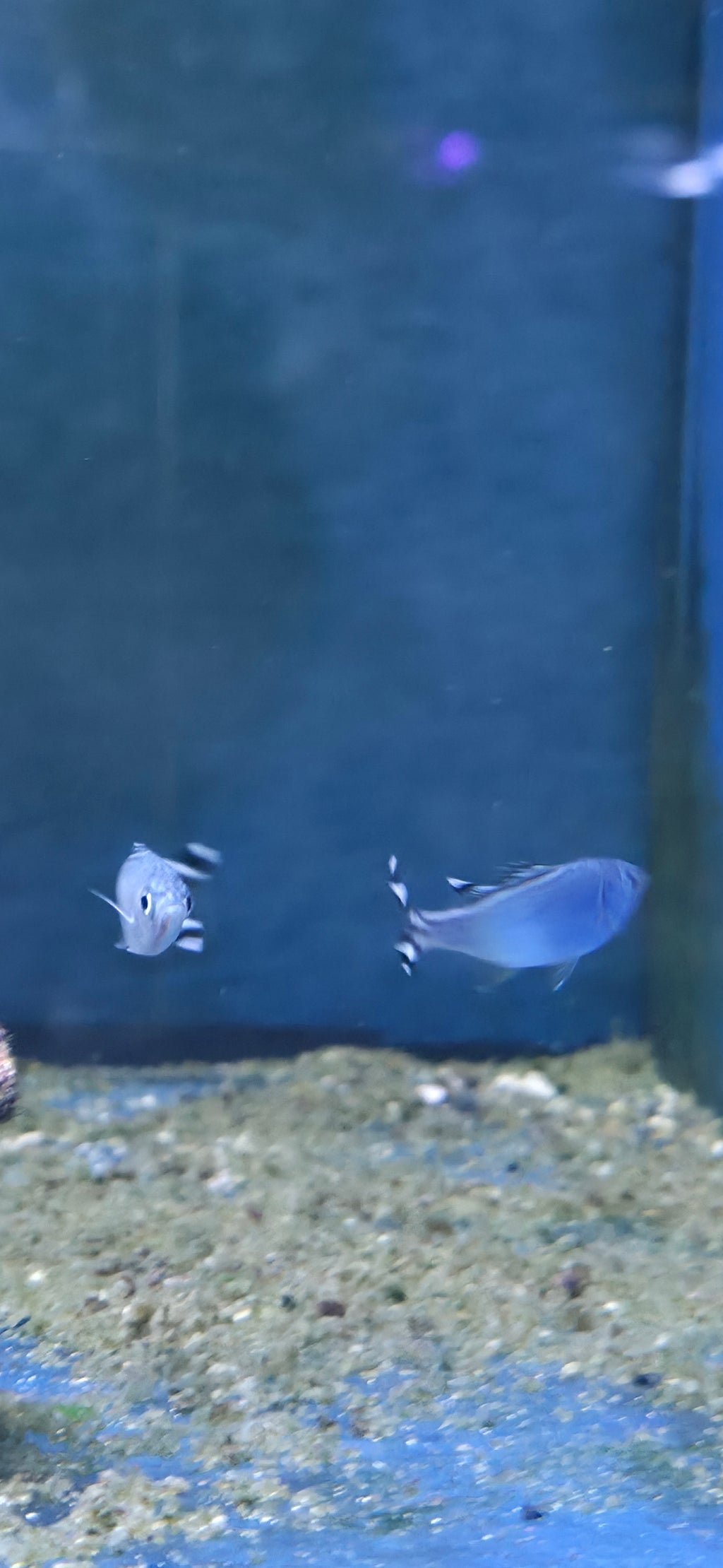 Barred Flagtail
