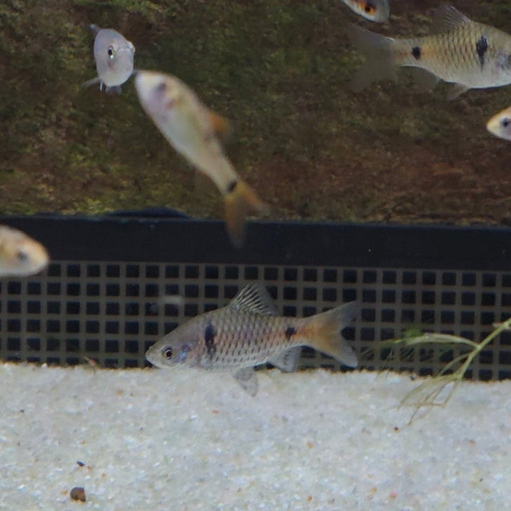 Odessa Barb