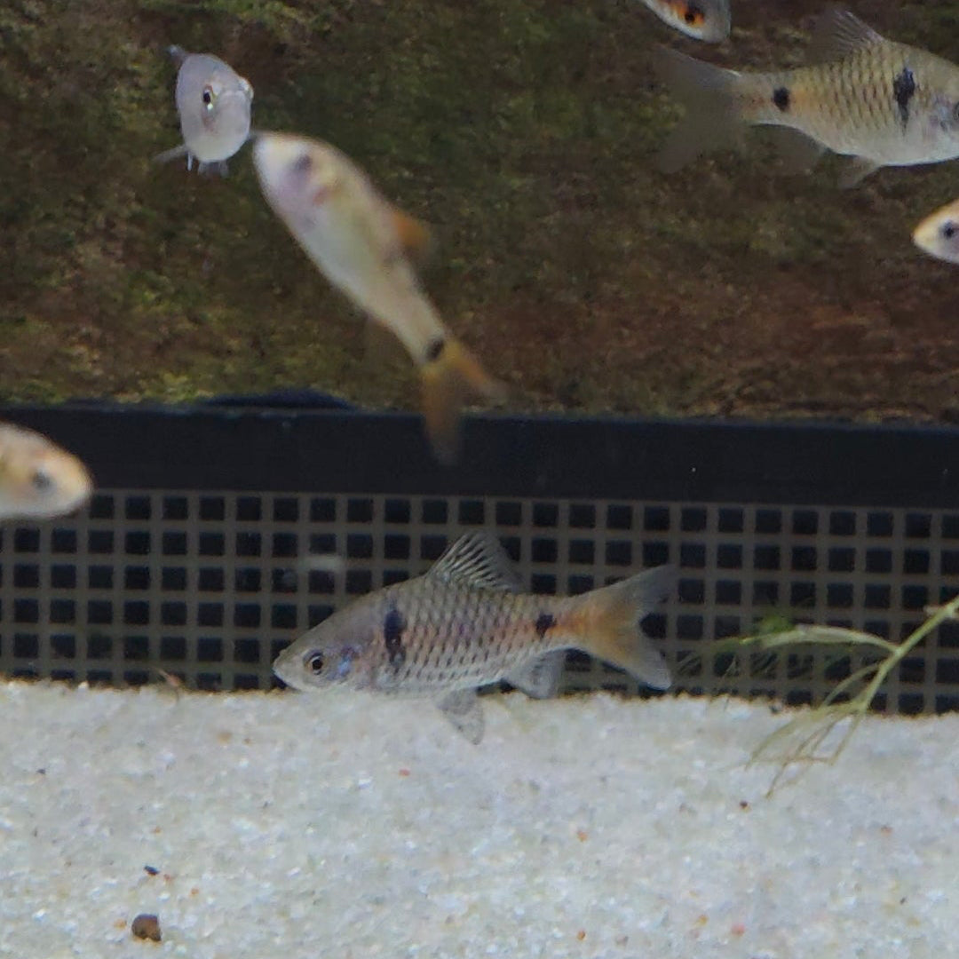 Odessa Barb