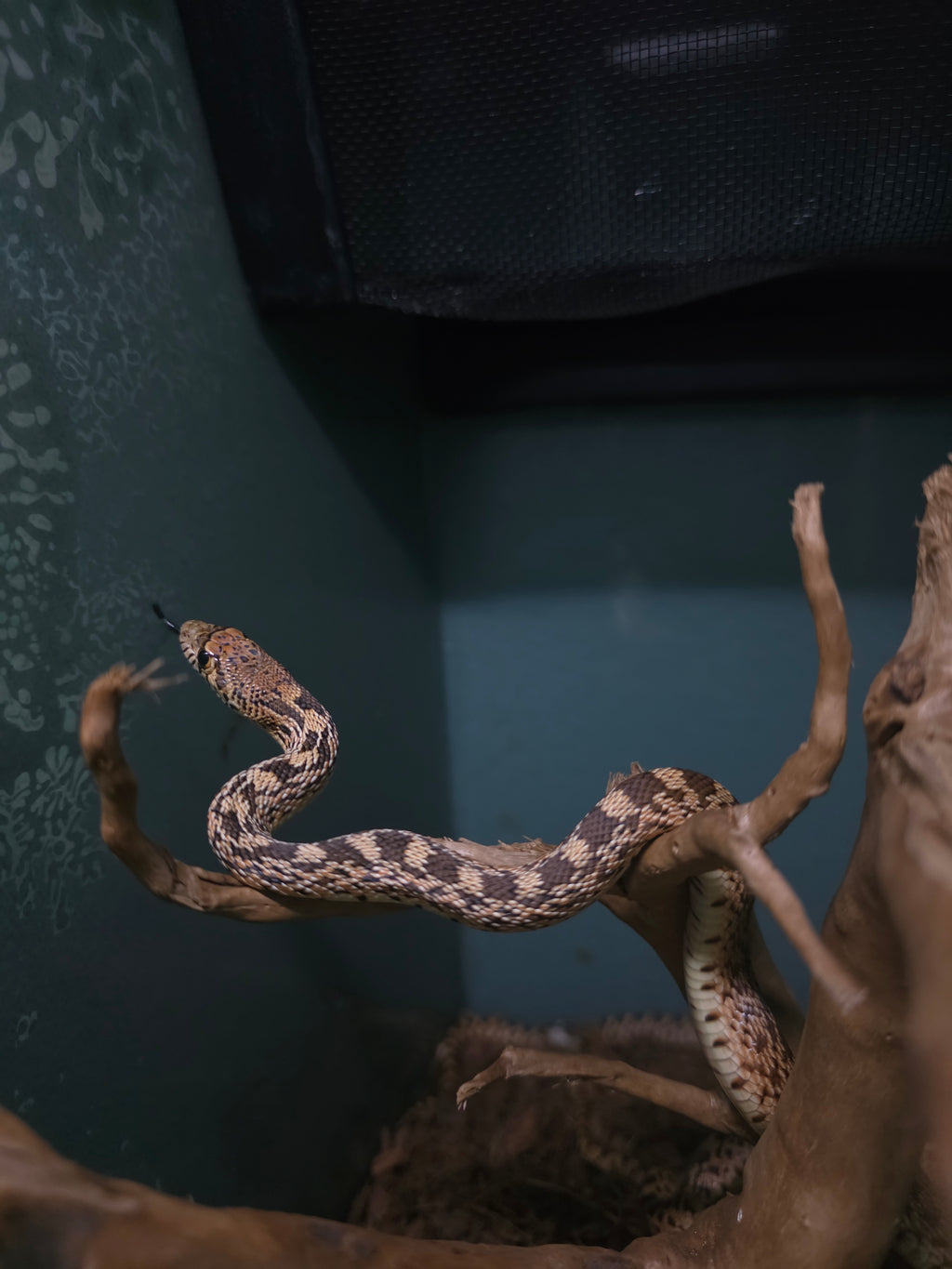 Ed, Edd & Eddy 'Yellow Bullsnakes'