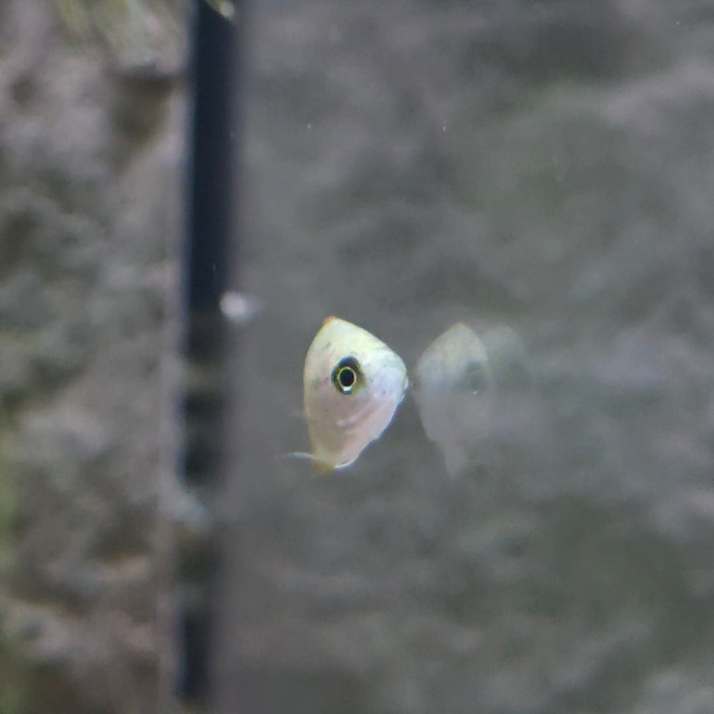 Assorted Pygmy Gourami