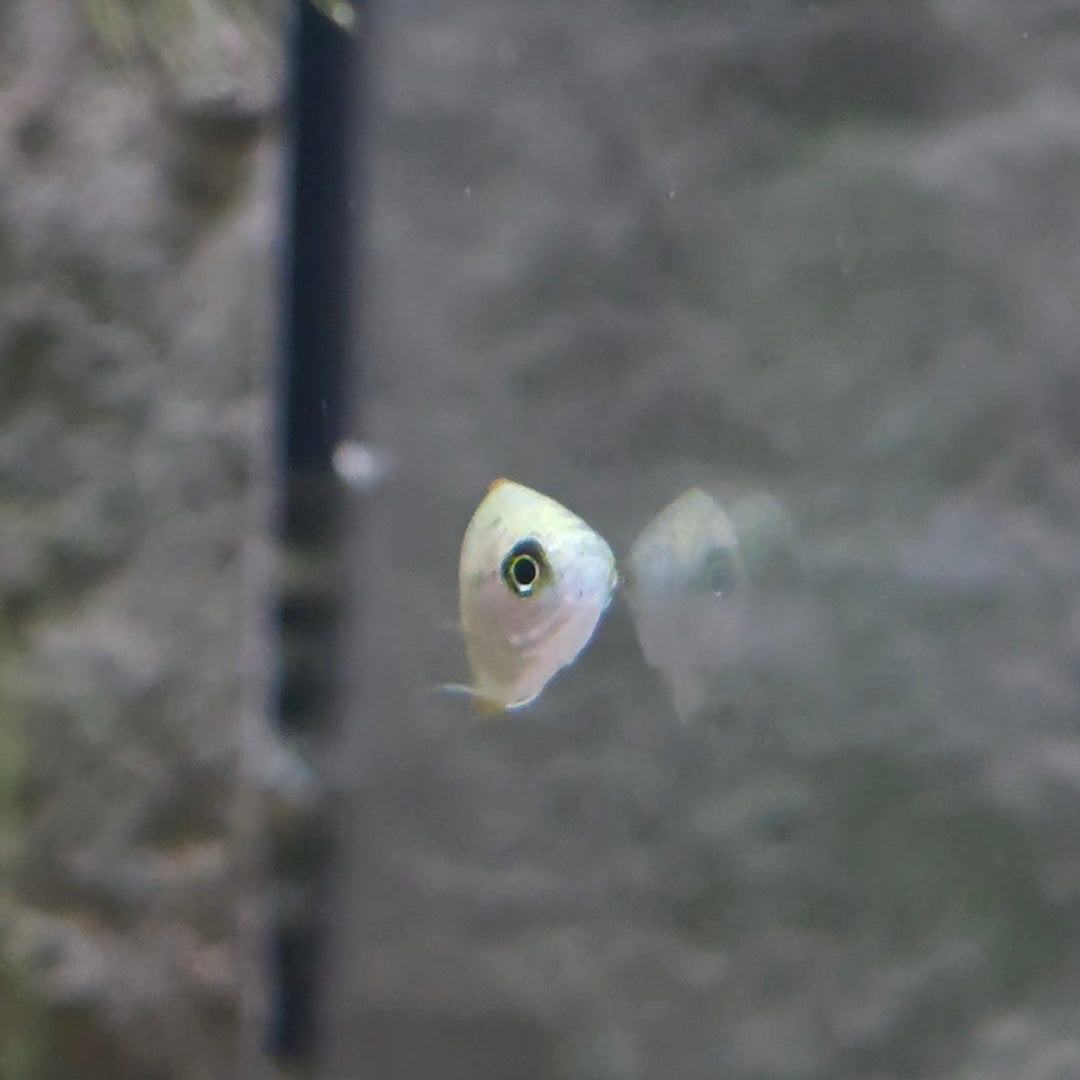 Assorted Pygmy Gourami