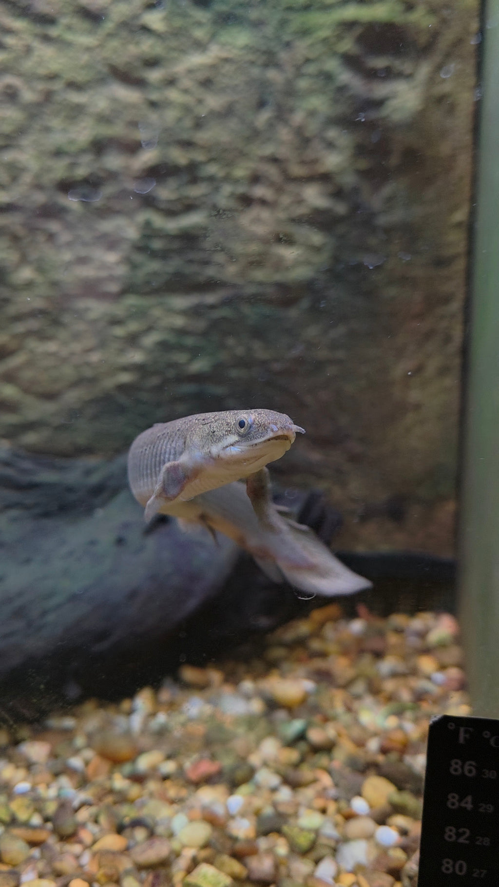 Bichir/Polypterus