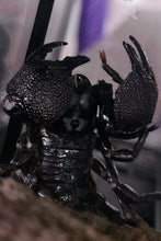 Load image into Gallery viewer, Emperor Scorpion
