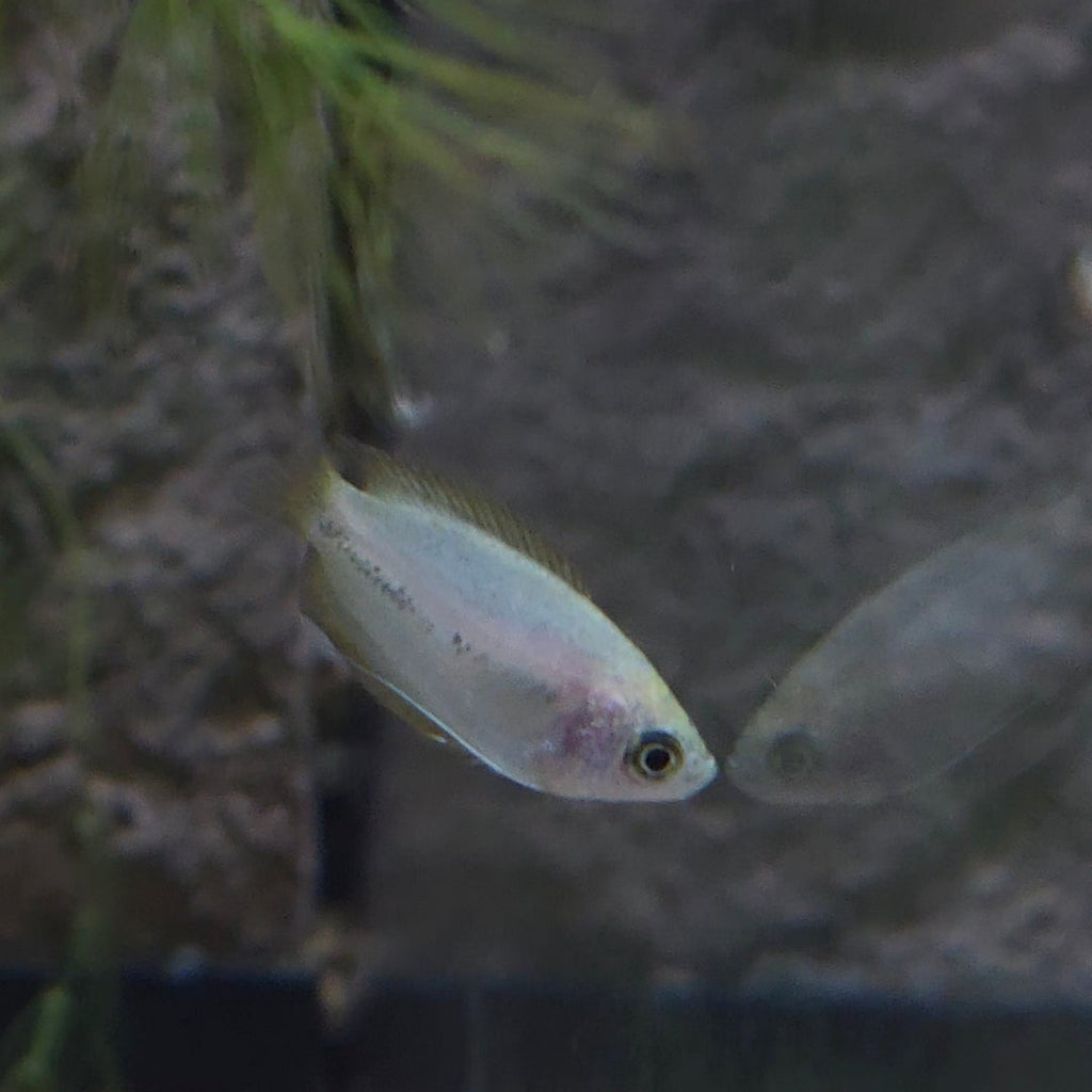 Assorted Pygmy Gourami