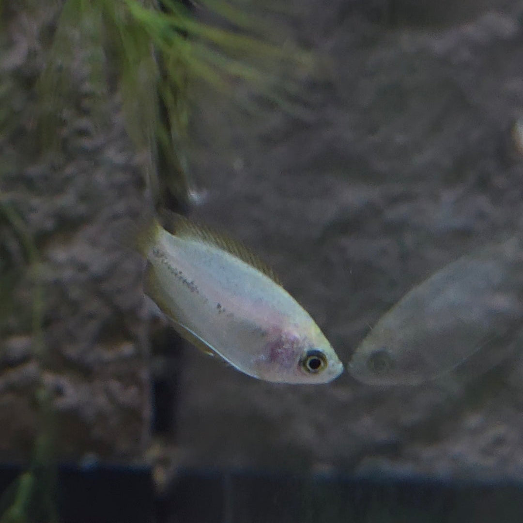Assorted Pygmy Gourami