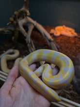 Load image into Gallery viewer, Jake, from Snake Farm 'Albino Ball'
