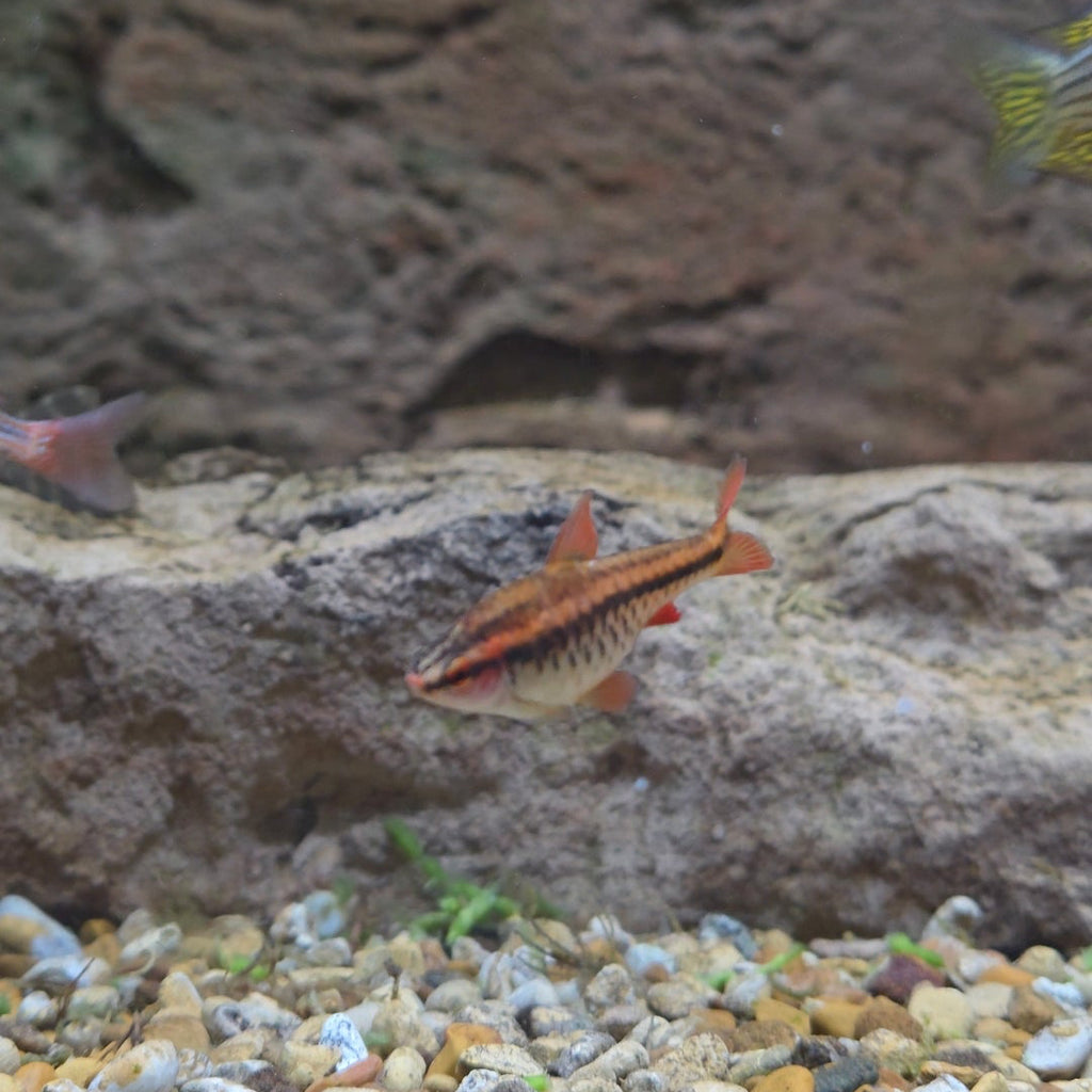 Cherry Barb