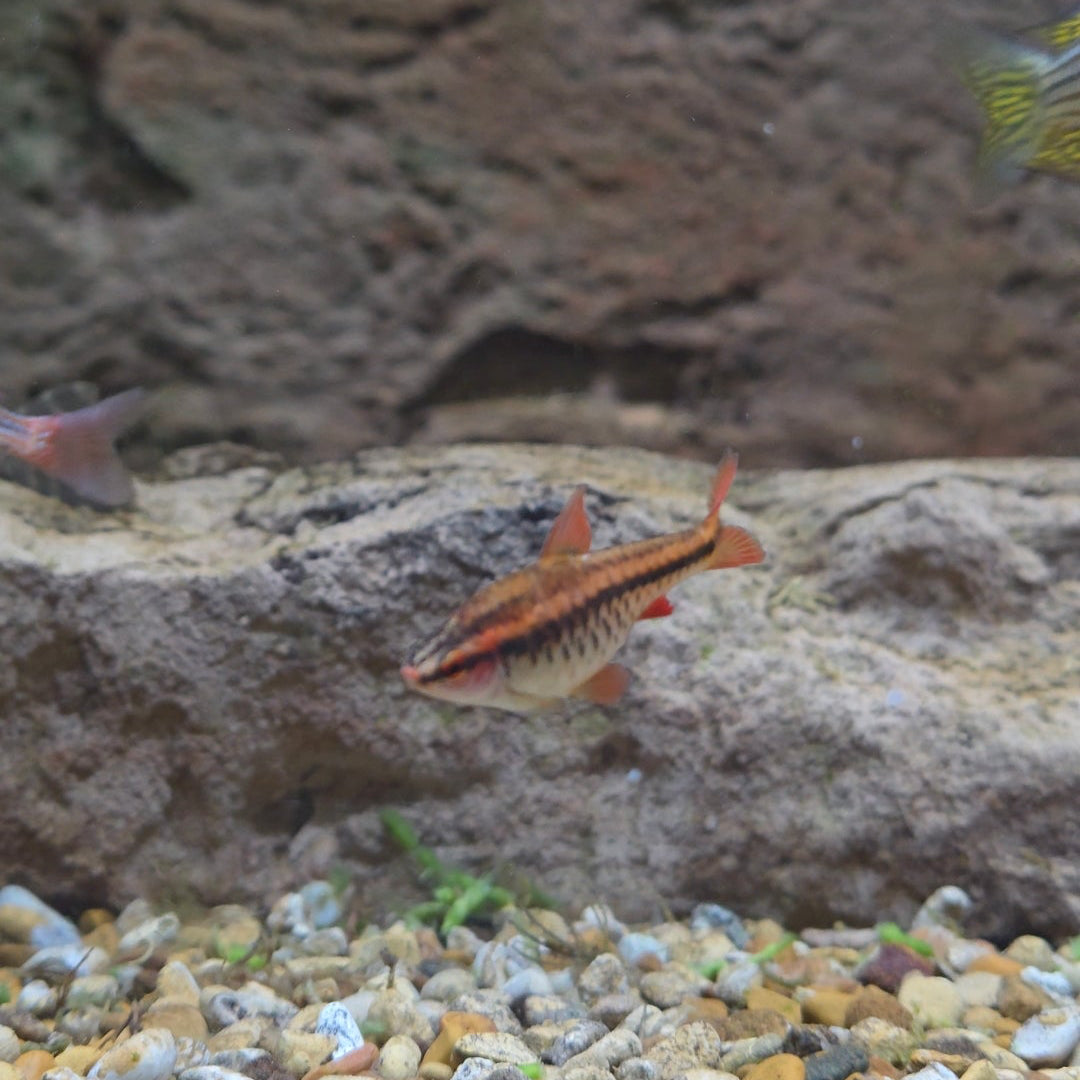 Cherry Barb